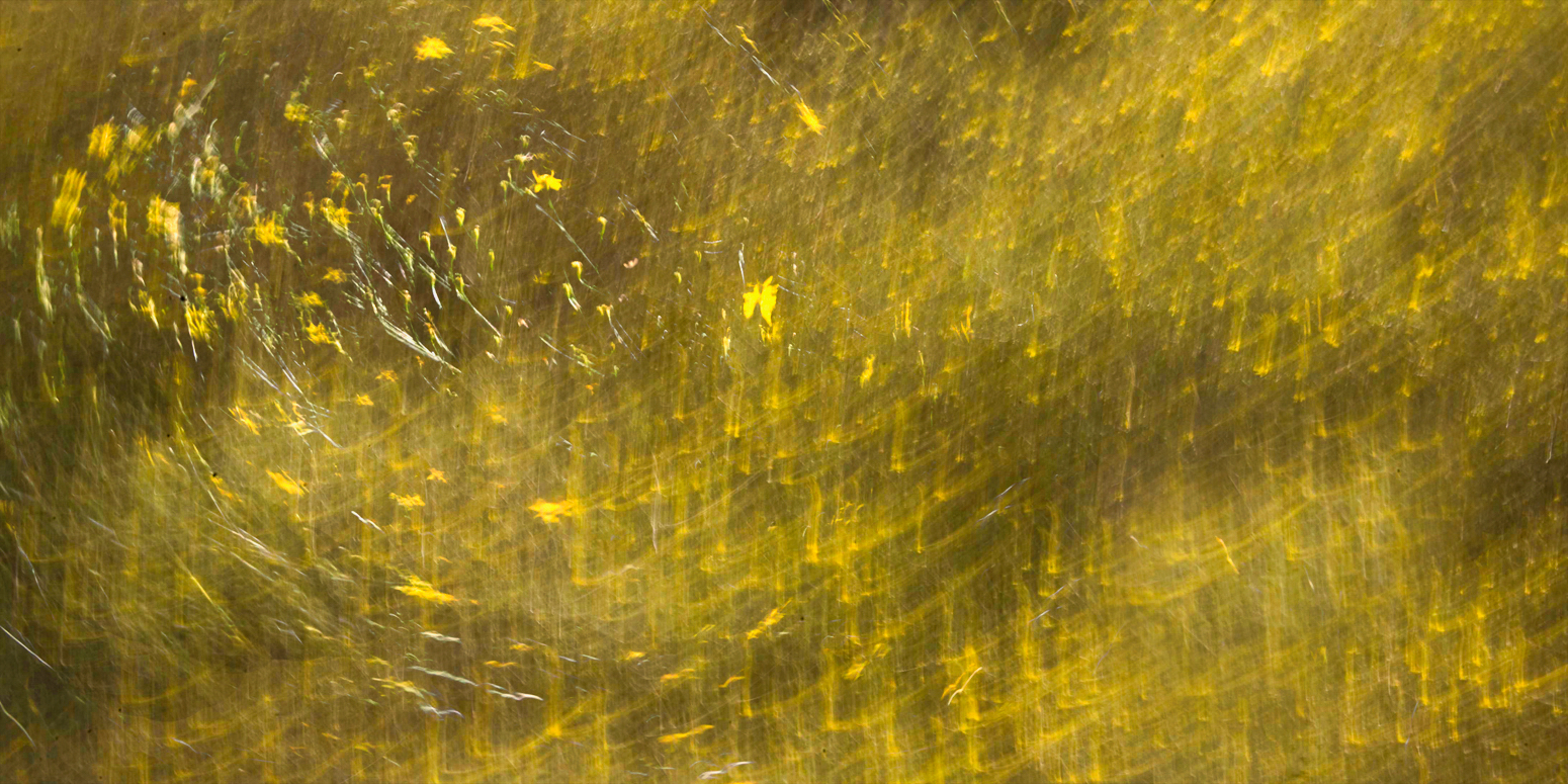 yellow sweep