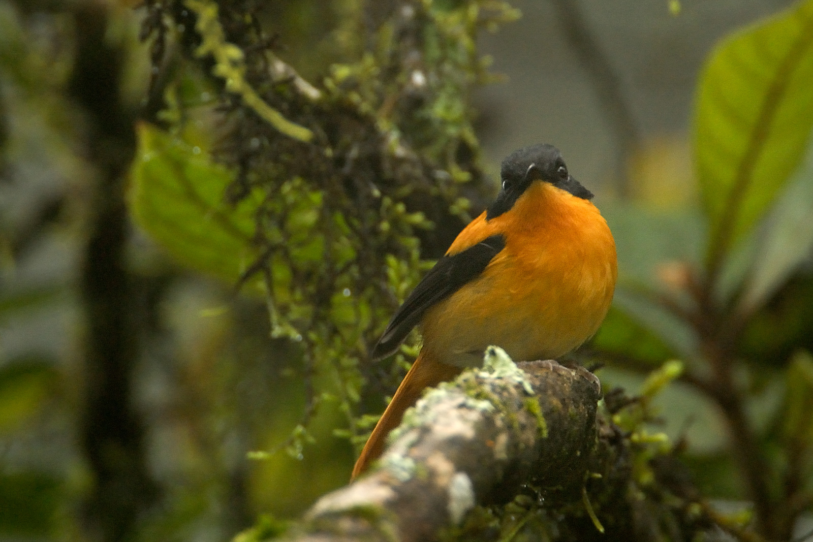 Black and Orange flycatcher