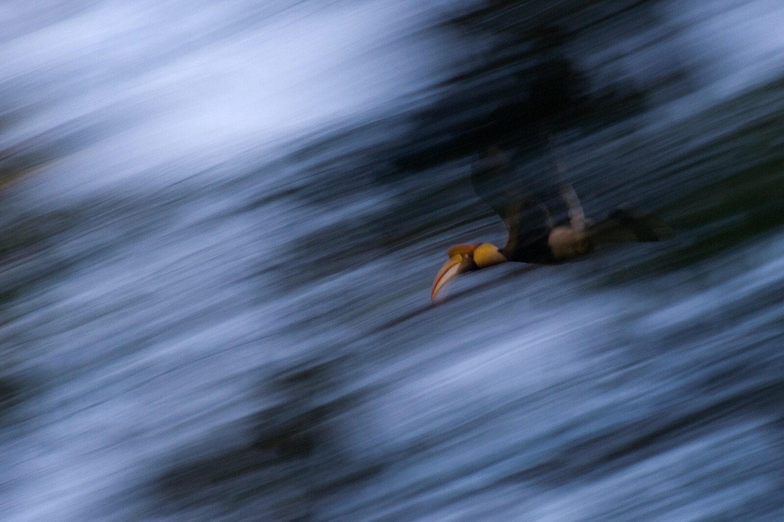Great_Hornbill_in_flight_over_rainforest_TR_Shankar_Raman