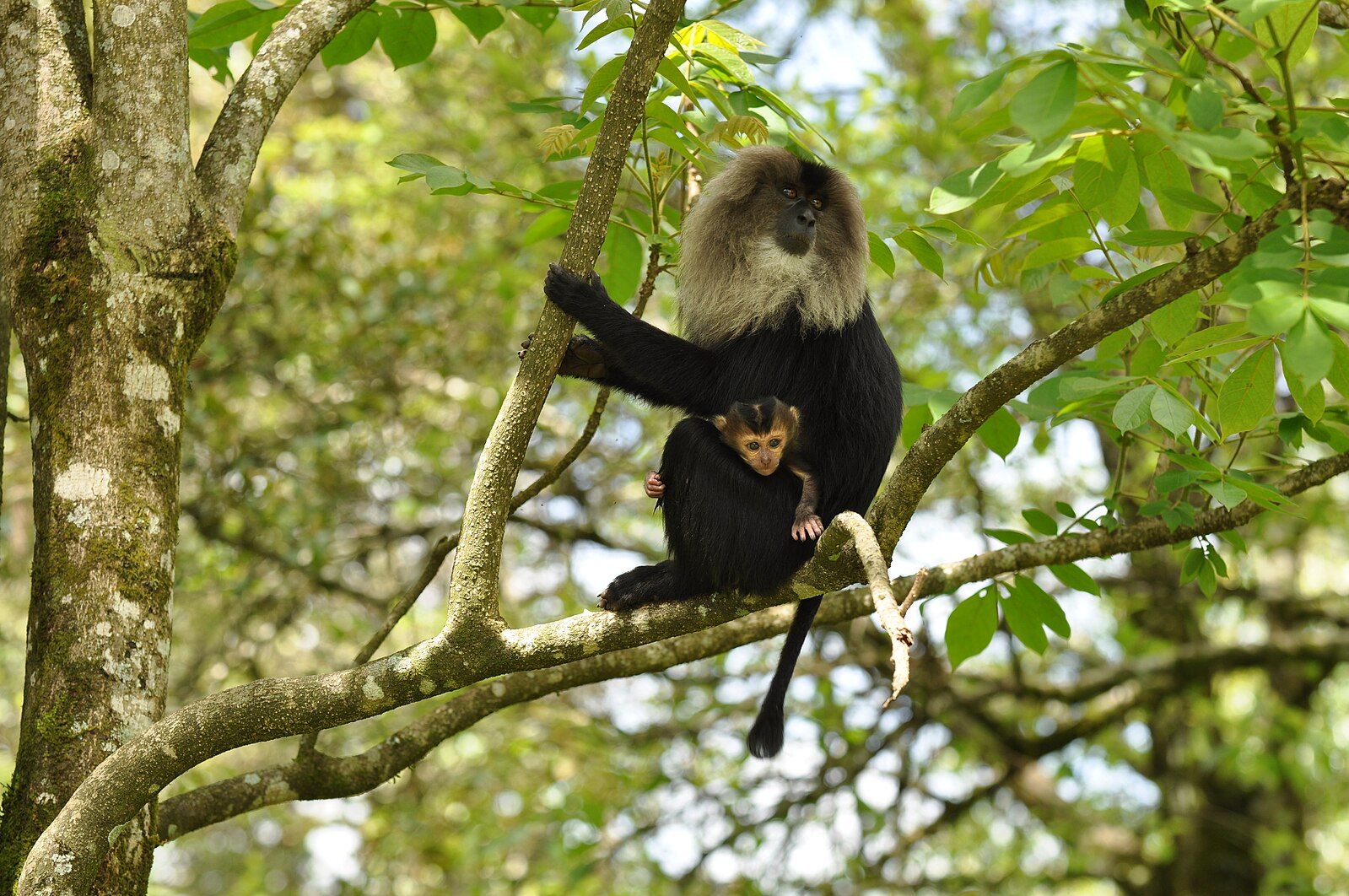LTMacaque_DSC_0078