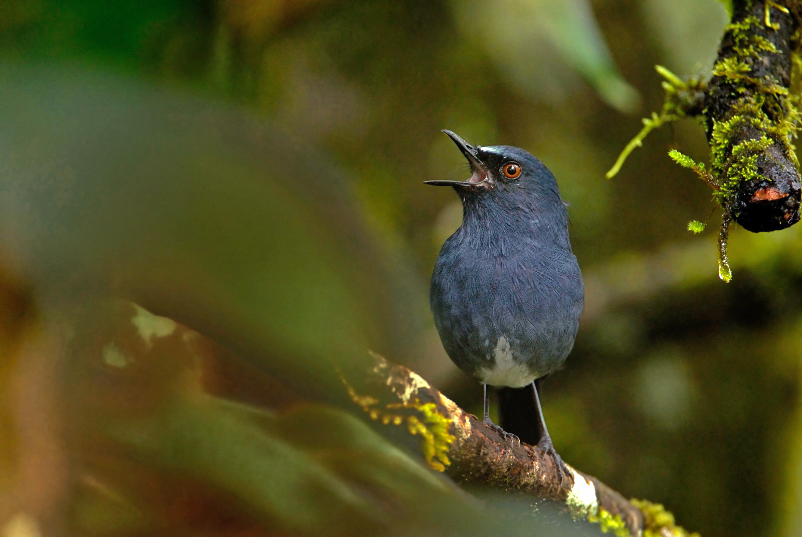 White-bellied Shortwing